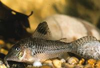 Corydoras acutus