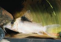 Corydoras amandajanea