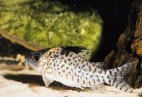 Corydoras ambiacus