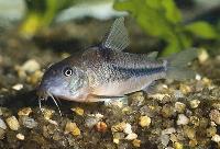 Corydoras nattereri