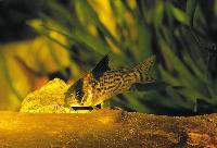 Corydoras leucomelas