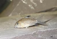 Äkta Leopard-pansarmal