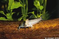 Corydoras imitator, Upper Rio Negro
