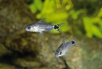 Corydoras hastatus