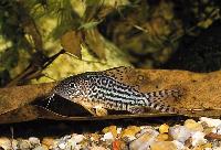 Corydoras haraldschultzei, Mato Grosso