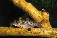 Corydoras delphax