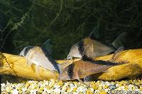 Corydoras davidsandsi
