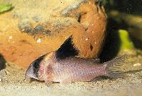 Corydoras burgessi