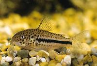 Corydoras bondi coppenamensis