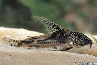 Scleromystax barbatus, Rio de Janerio
