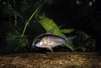 Corydoras arcuatus