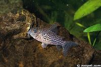 Corydoras araguaiaensis