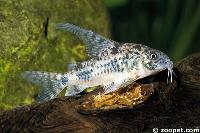 Corydoras paleatus (VF)