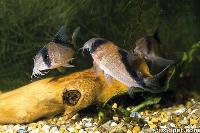 Corydoras davidsandsi