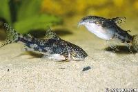 Scleromystax barbatus