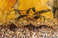 Corydoras simulatus och C. metae