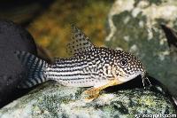 Corydoras sterbai, Mato Grosso