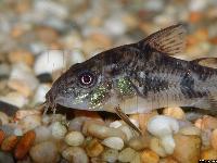 Corydoras paleatus