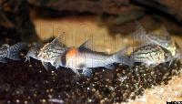 Corydoras adolfoi o  C. schwartzi