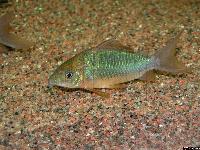 Corydoras splendens