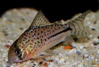 Corydoras bondi