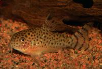 Corydoras cruziensis