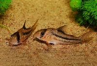 Corydoras sp. 'CW021'