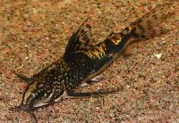 Scleromystax barbatus
