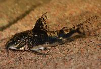 Scleromystax barbatus