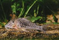 Corydoras ellisae