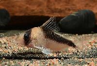 Corydoras sp. "CW106"