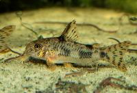 Corydoras carlae