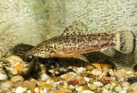 Megalechis picta