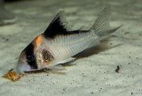 Corydoras sp. 'C121'