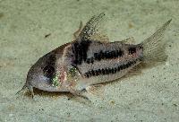 Corydoras sp. 'CW127'