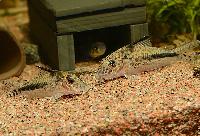 Corydoras filamentosus