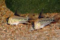 Corydoras sp. 'C003'