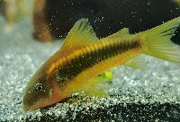 Corydoras sp. 'CW010'