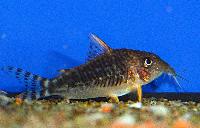 Corydoras seussi