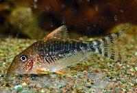 Corydoras seussi