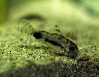 Corydoras habrosus