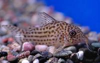 Corydoras maculifer