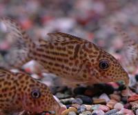 Corydoras maculifer