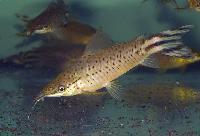 Dianema urostriata