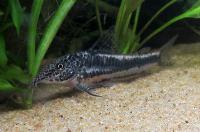 Scleromystax sp. 'CW38'