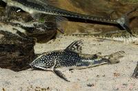 Scleromystax barbatus