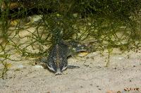 Scleromystax barbatus