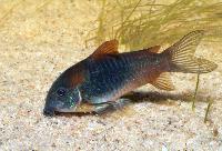 Corydoras venezuleanus