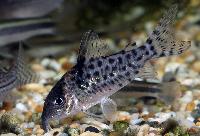 Ambiacus pansarmal