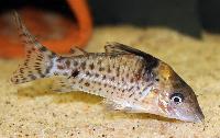 Corydoras blochi